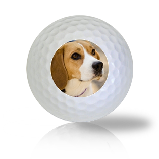 Beagle Golf Balls Used Golf Balls - The Golf Ball Company