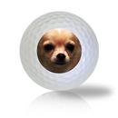 Chihuahua Golf Balls Used Golf Balls - The Golf Ball Company