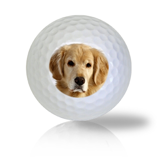 Golden Retriever Golf Balls Used Golf Balls - The Golf Ball Company