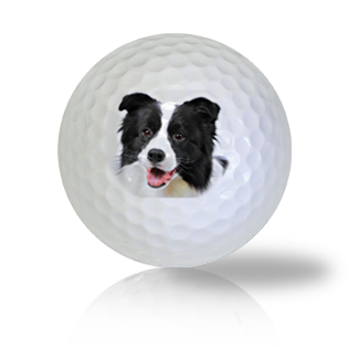 Border Collie Golf Balls Used Golf Balls - The Golf Ball Company