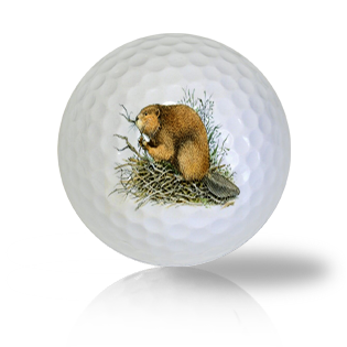 Beaver Golf Balls Used Golf Balls - The Golf Ball Company