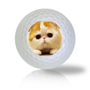 Cat Golf Balls Used Golf Balls - The Golf Ball Company