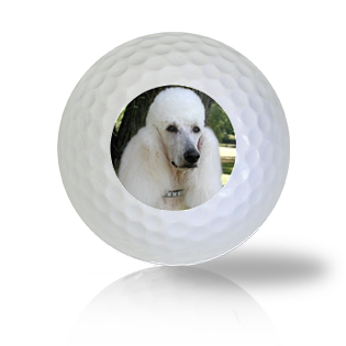 French Poodle Golf Balls Used Golf Balls - The Golf Ball Company